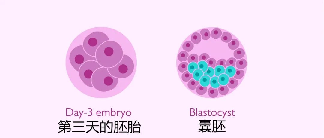 泰国第三代试管婴儿